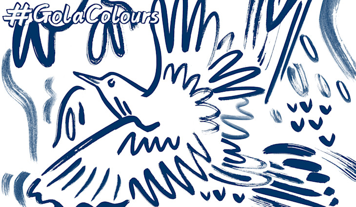 Colouring in pattern, the Western black-headed oriole in flight