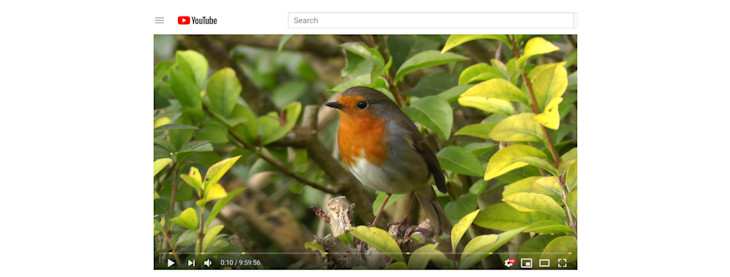 A screenshot of a video on Youtube about robins