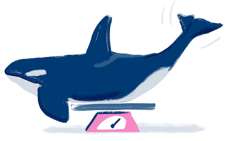 Illustration of an Orca whale getting weighed on a pink scale.