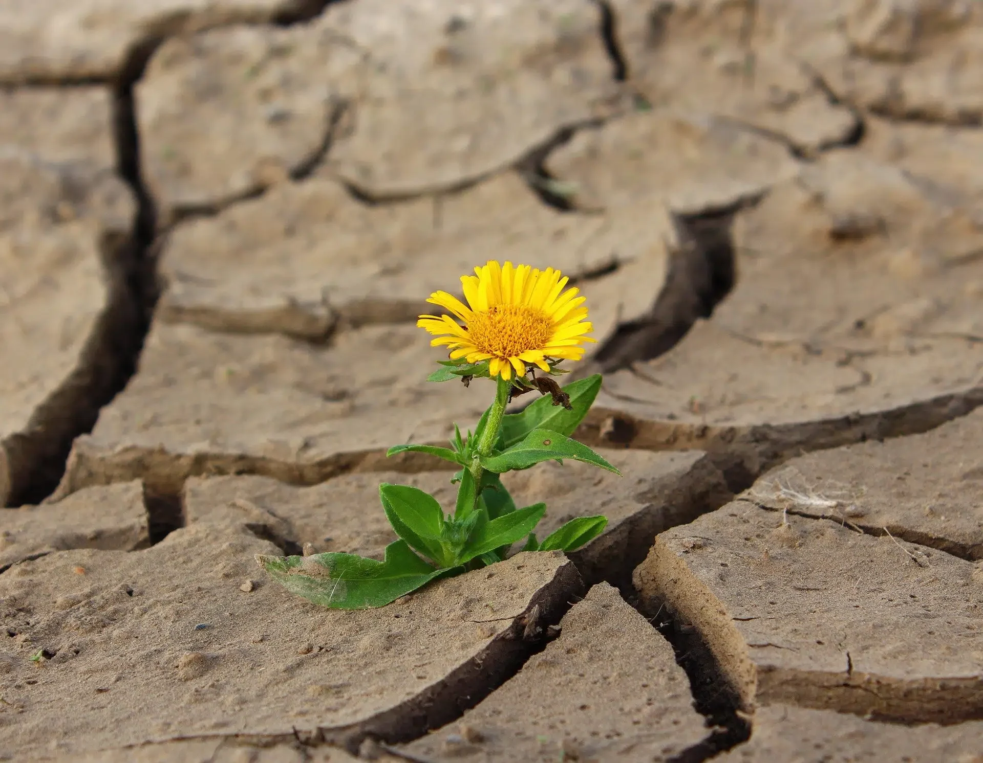 Las Ventajas que trae el ser Resiliente