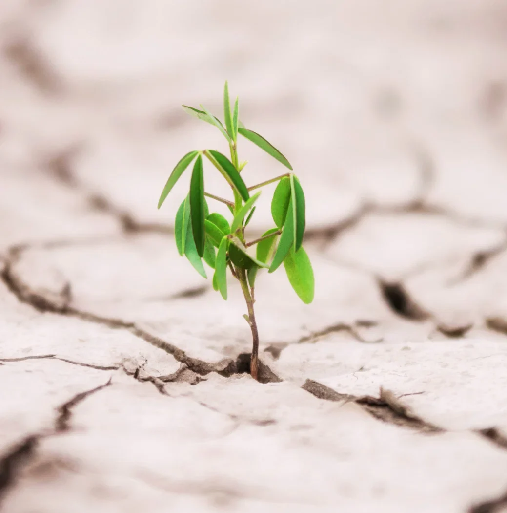Desarrolla tu Resiliencia Emocional en 3 Pasos