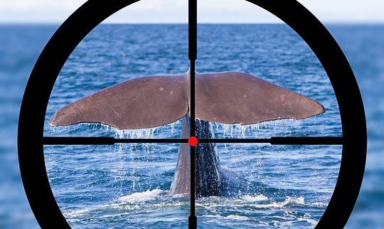 Whale Watching