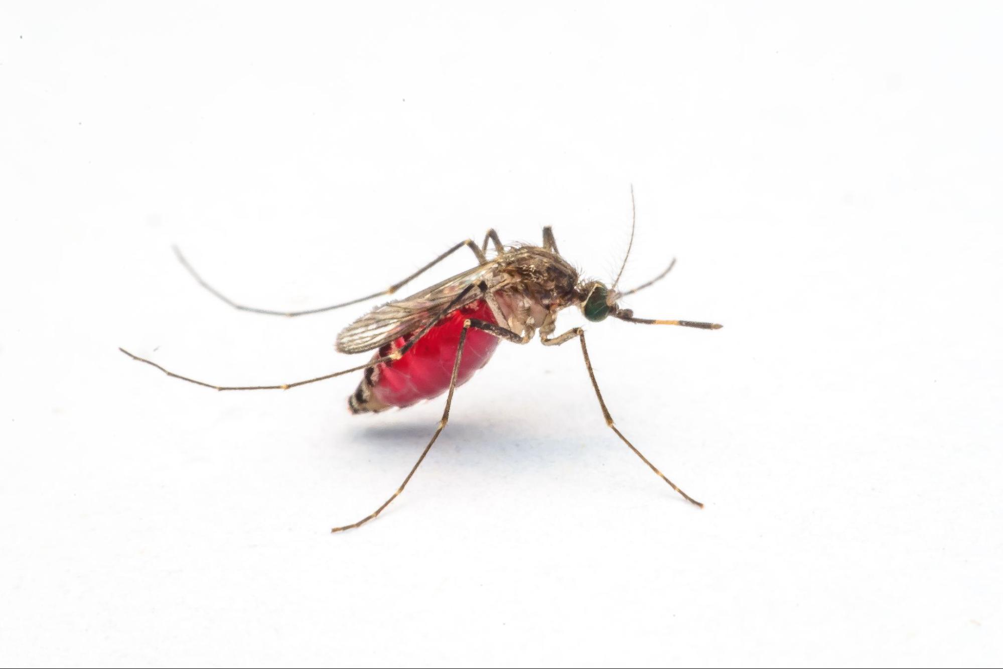 Mosquito Kryptonite (in Your Blood)