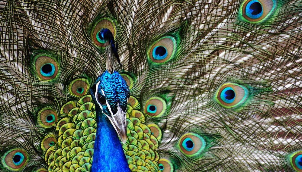 Birds of a Feather Laser Together
