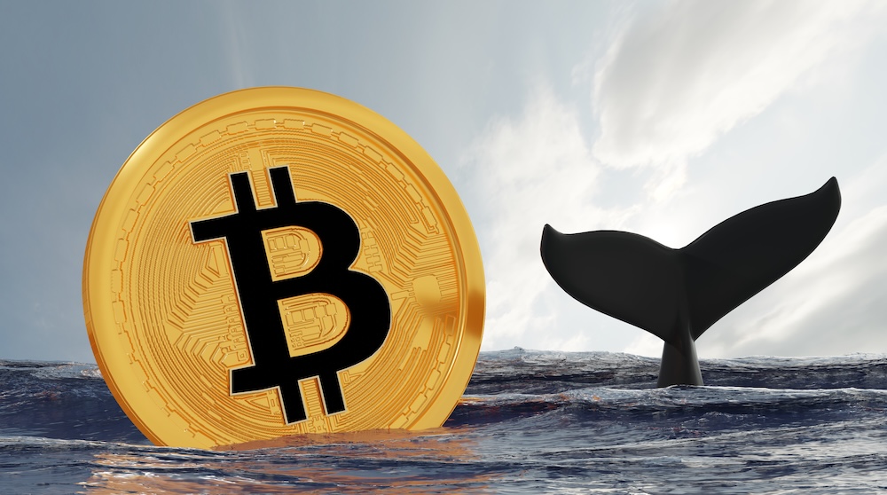 Bitcoin Whales Flee the Risk-Off Tsunami