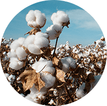 Camada superio de 100% de Algodão Orgânico, Cotton Inc.