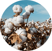 Camada superio de 100% de Algodão Orgânico, Cotton Inc.