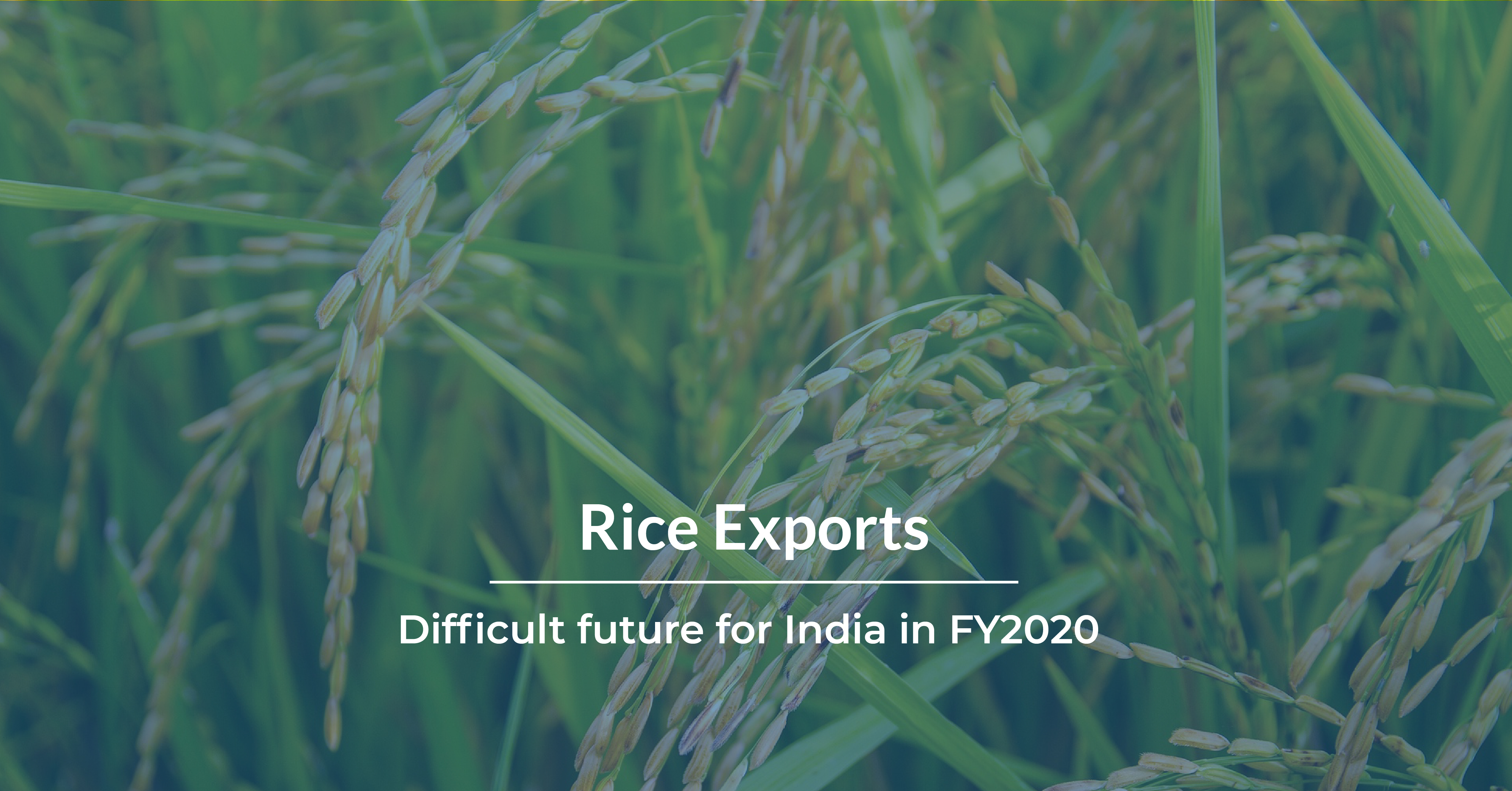 Rice Exports_Hero Image