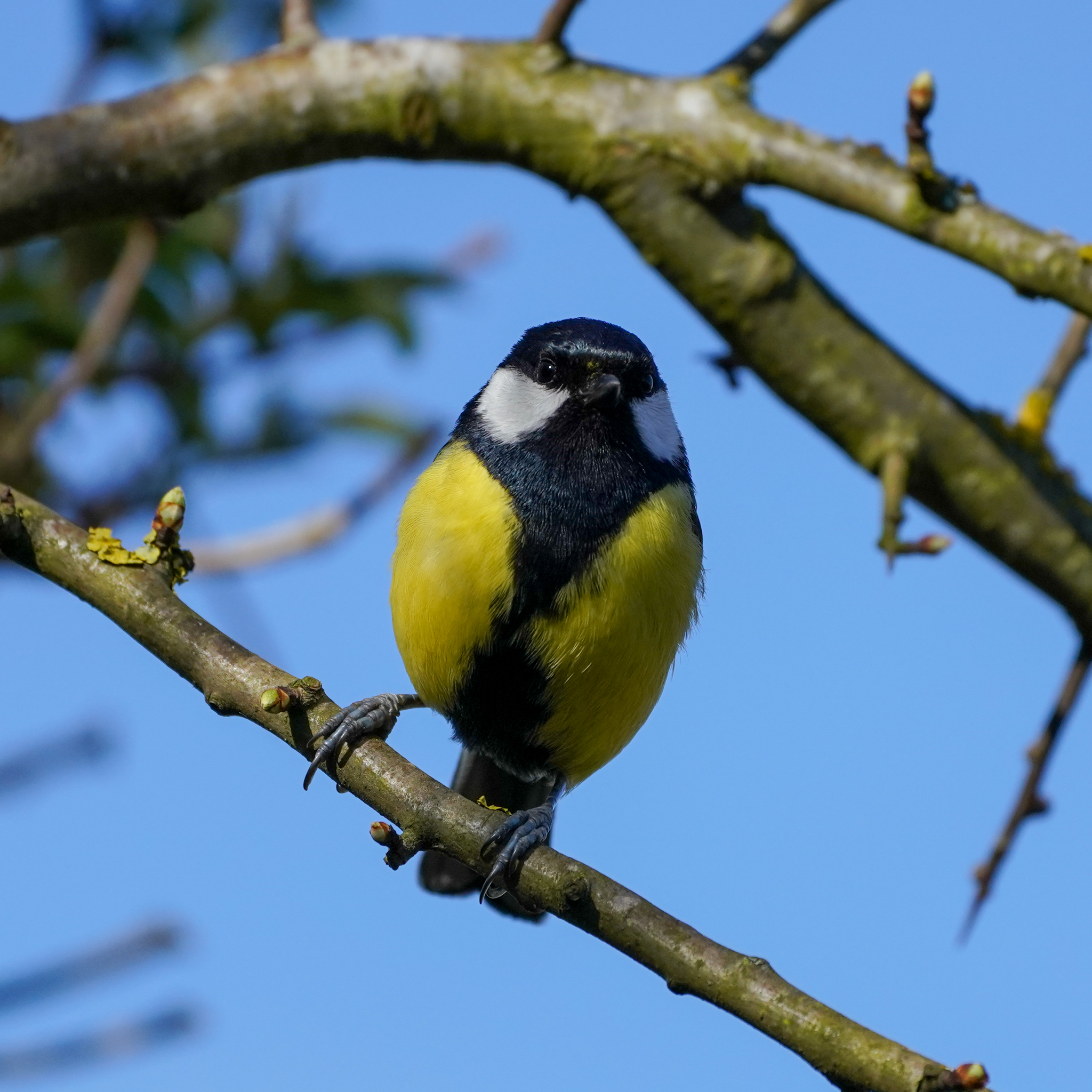 HOW TO BRING ALL THE BIRDS TO YOUR YARD