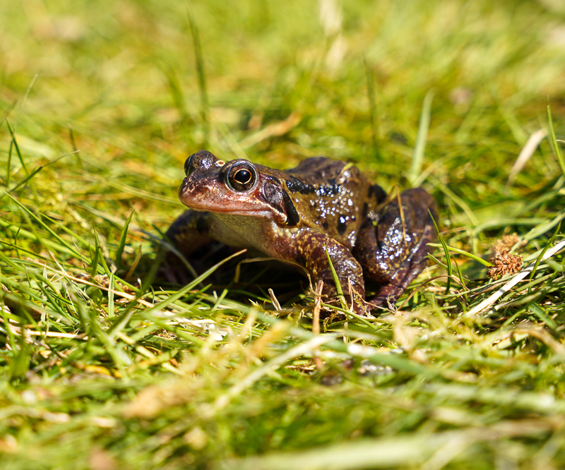 FROG OR TOAD? 10 WAYS TO TELL THE DIFFERENCE