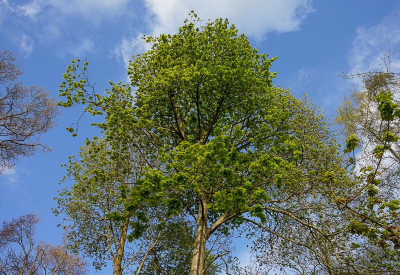 AN INTRODUCTION TO CARBON PRICING