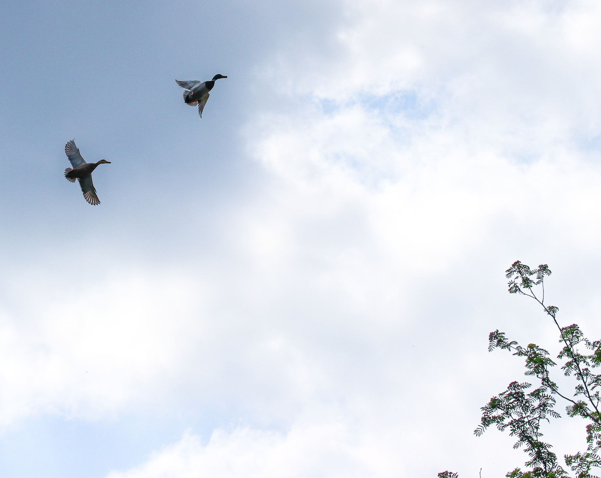 THE HIGHER THE BETTER? ALTITUDE OF FLIGHT AND ITS EFFECT ON MIGRATION