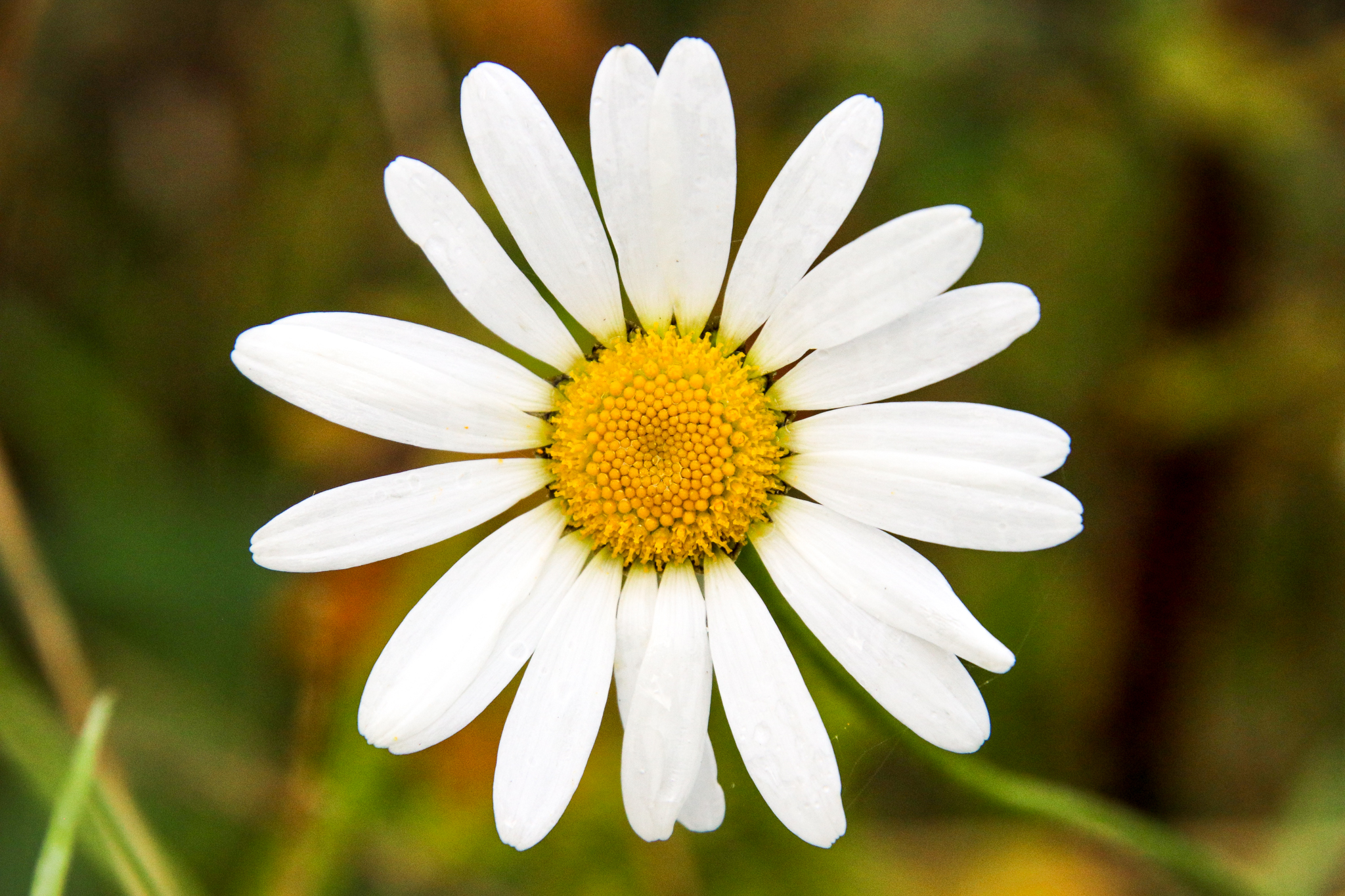 10 THINGS COUNCILS CAN DO TO PROMOTE BIODIVERSITY