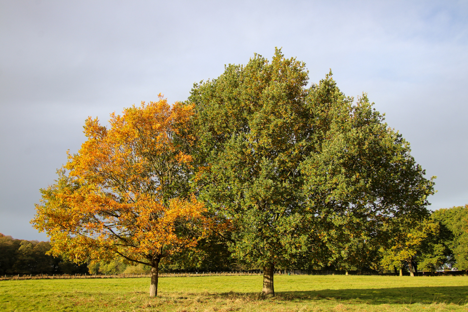 WHY DO LEAVES CHANGE COLOUR AND WHY DO TREES DROP THEIR LEAVES?
