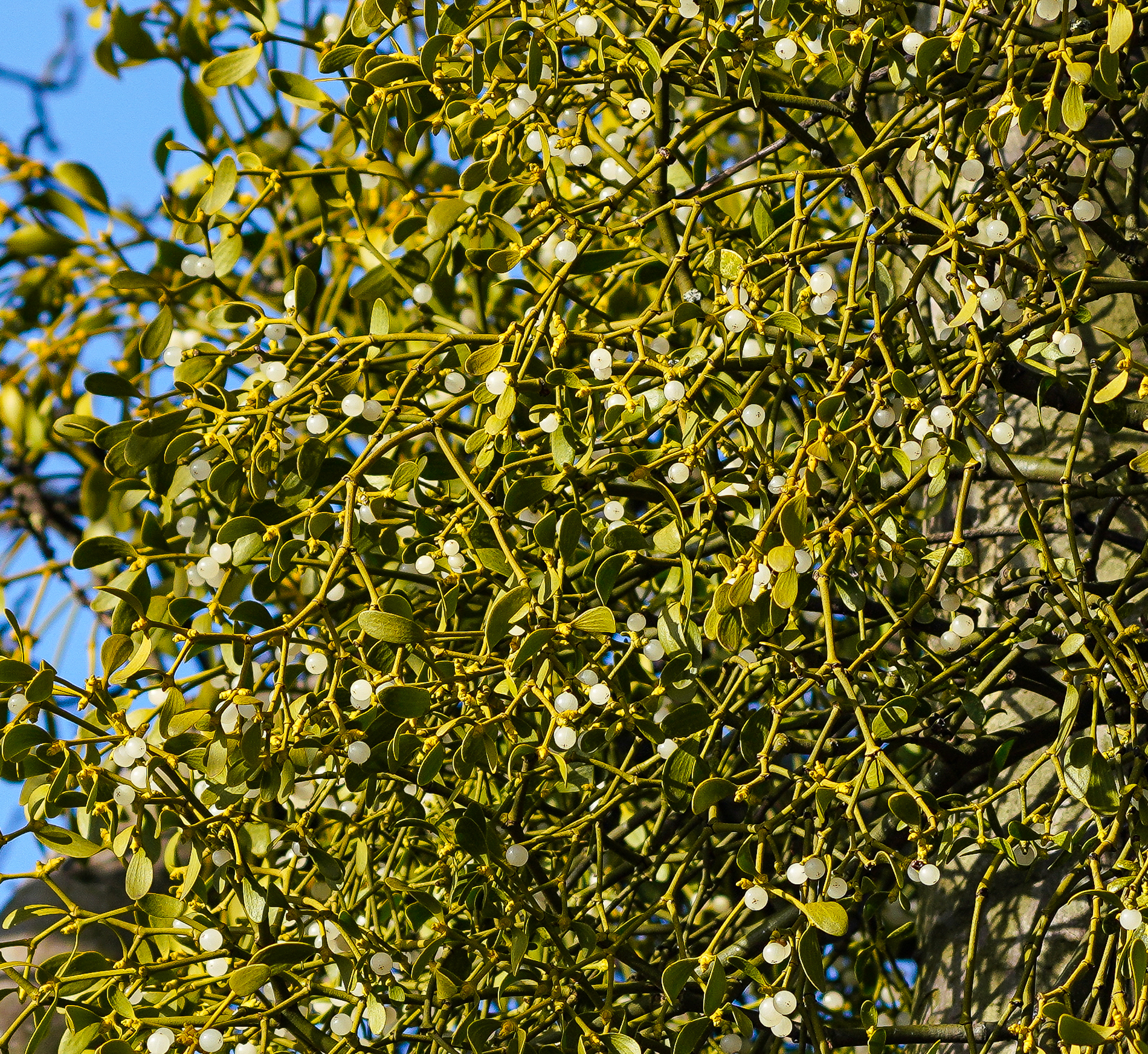 HIGH FLIERS: MISTLETOE