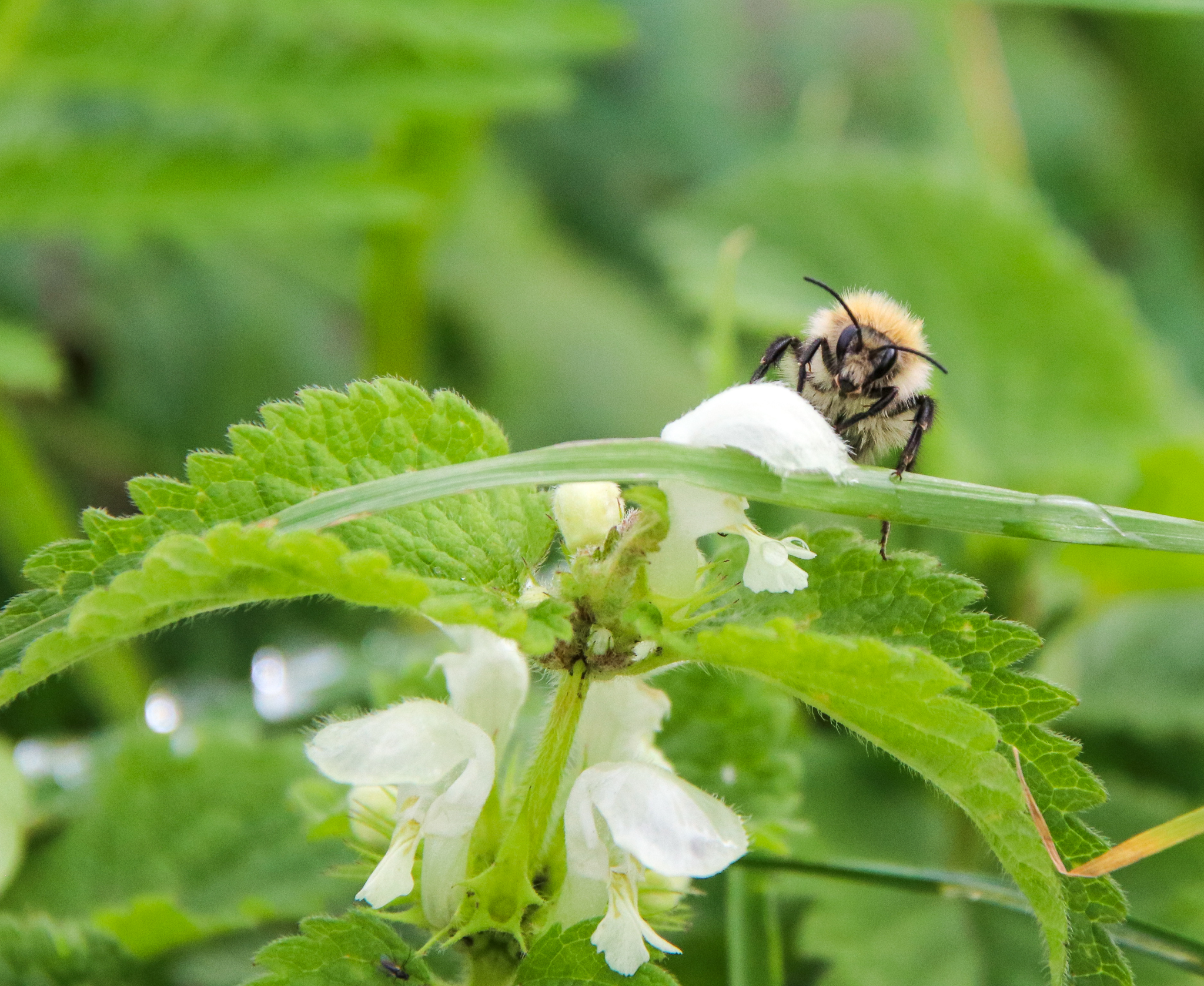 10 THINGS YOU CAN DO IN 10 MINUTES FOR BEES