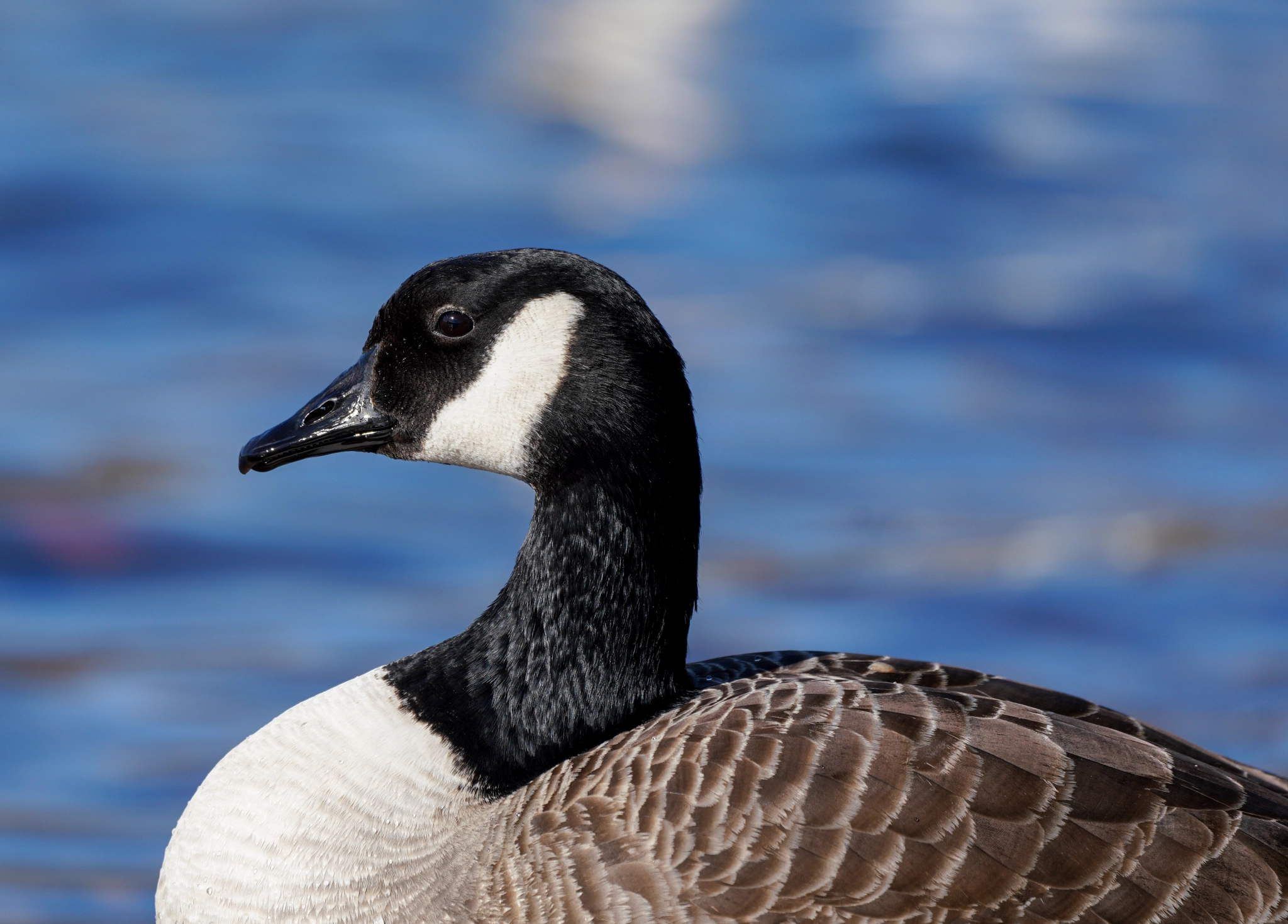 RUNNING ON EMPTY: THE WONDER OF CAPITAL BREEDING