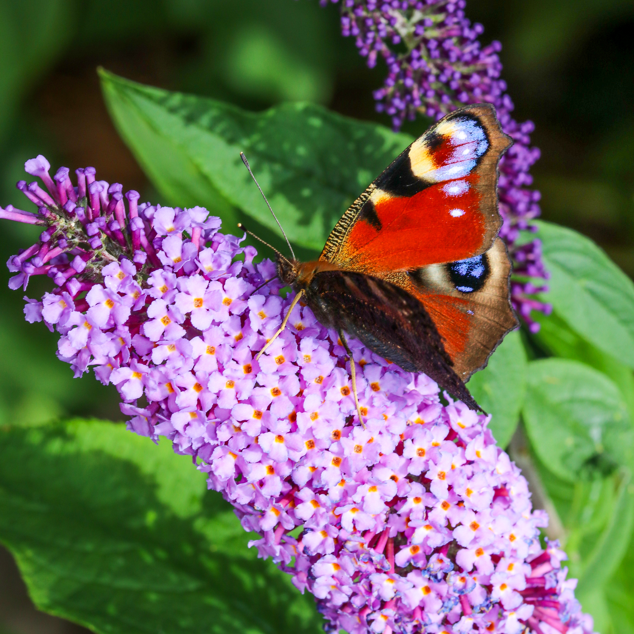 WHY NATURE IS A MINDFULNESS GAME CHANGER