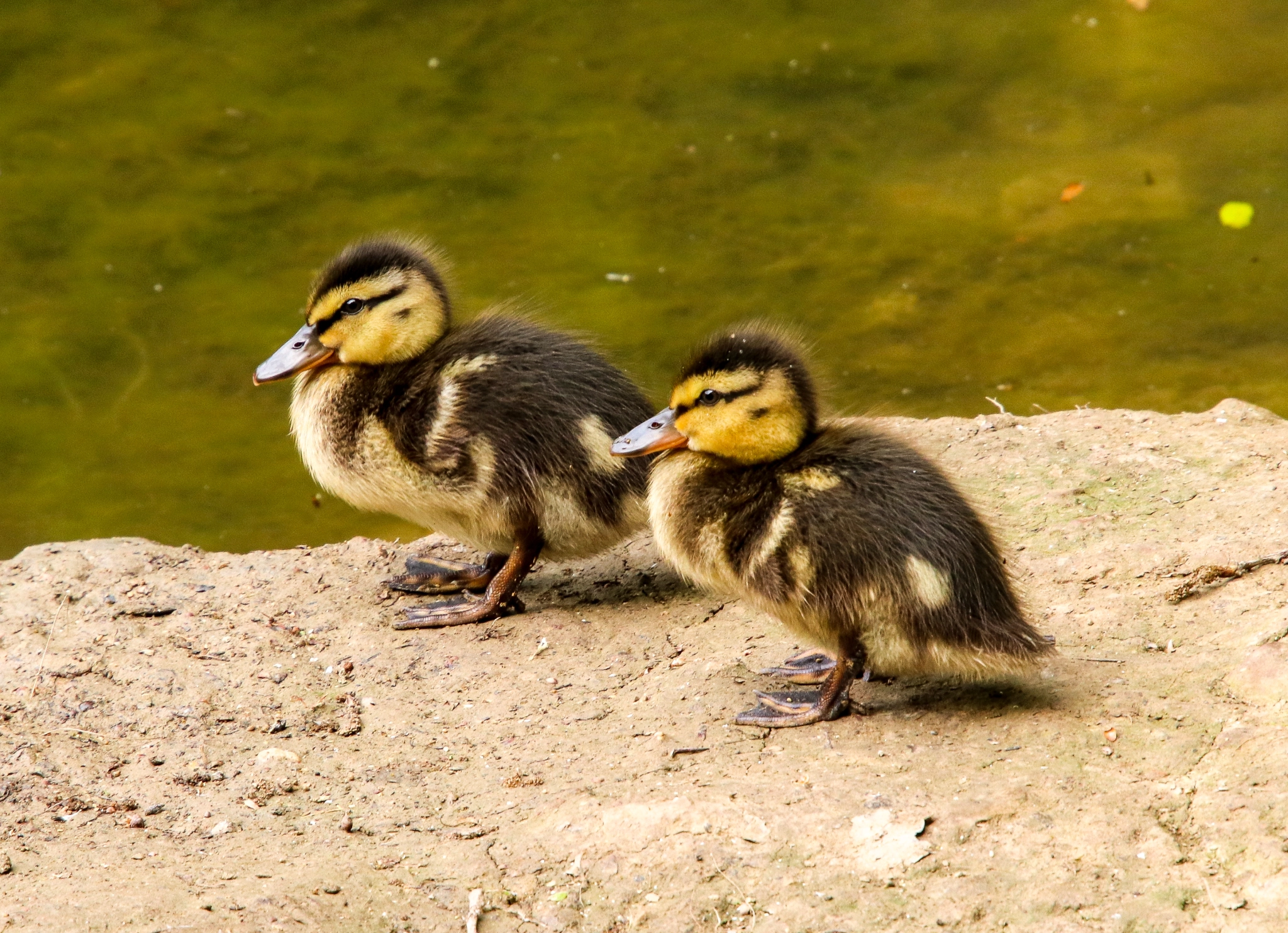 YOUR PRE NESTING SEASON TO DO LIST