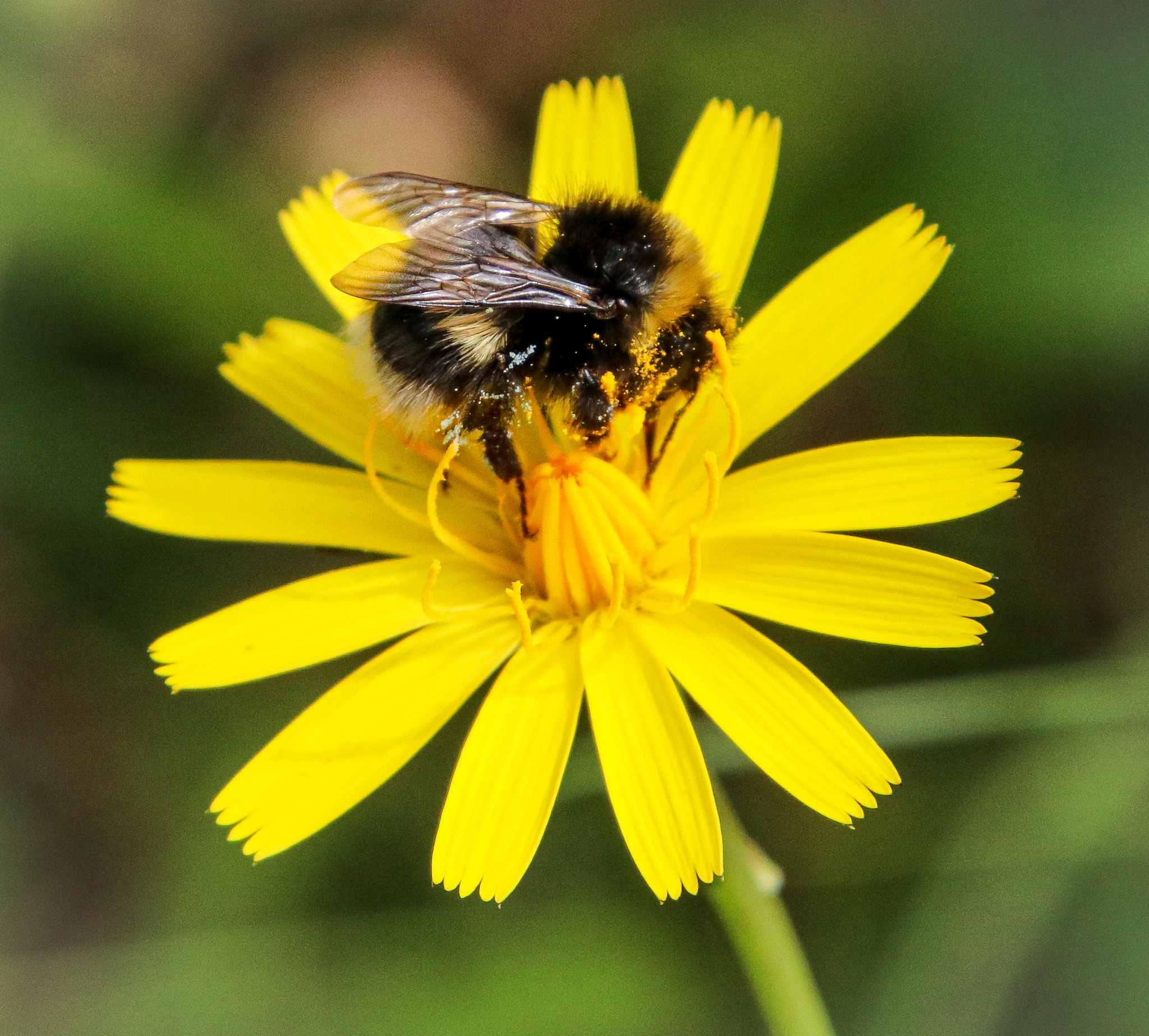 NEONICOTINOIDS: WHAT'S ALL THE FUSS ABOUT?
