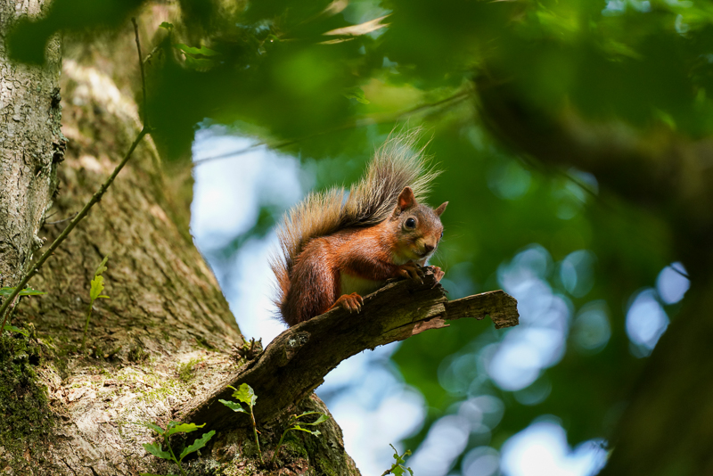 MY INCREDIBLE DAY WITH RED SQUIRRELS