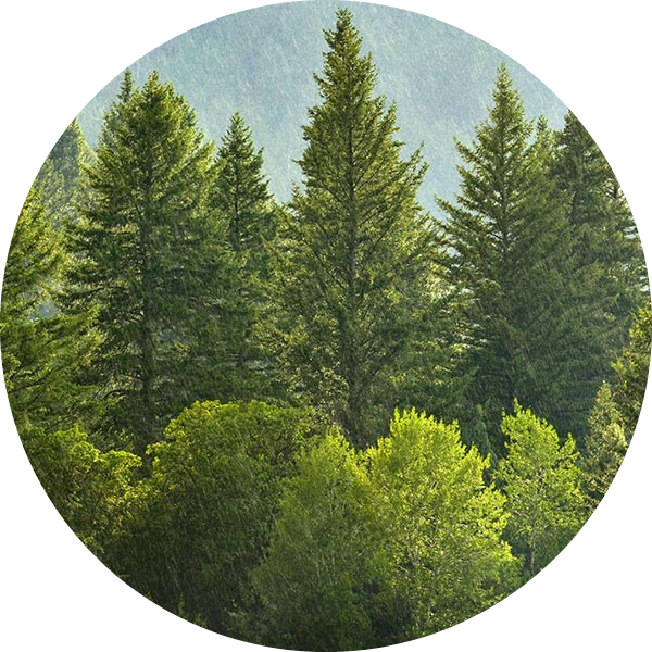 Εικόνα ενός δάσους