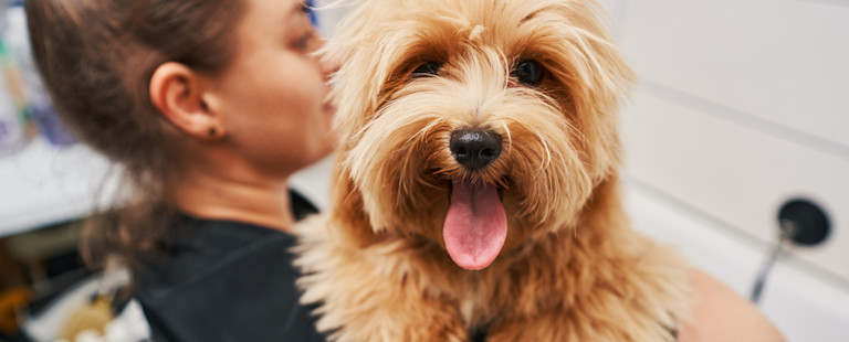 Dog groomer holding a dog.