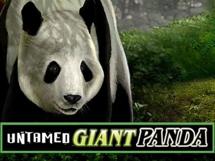 Untamed Giant Panda screenshot 1