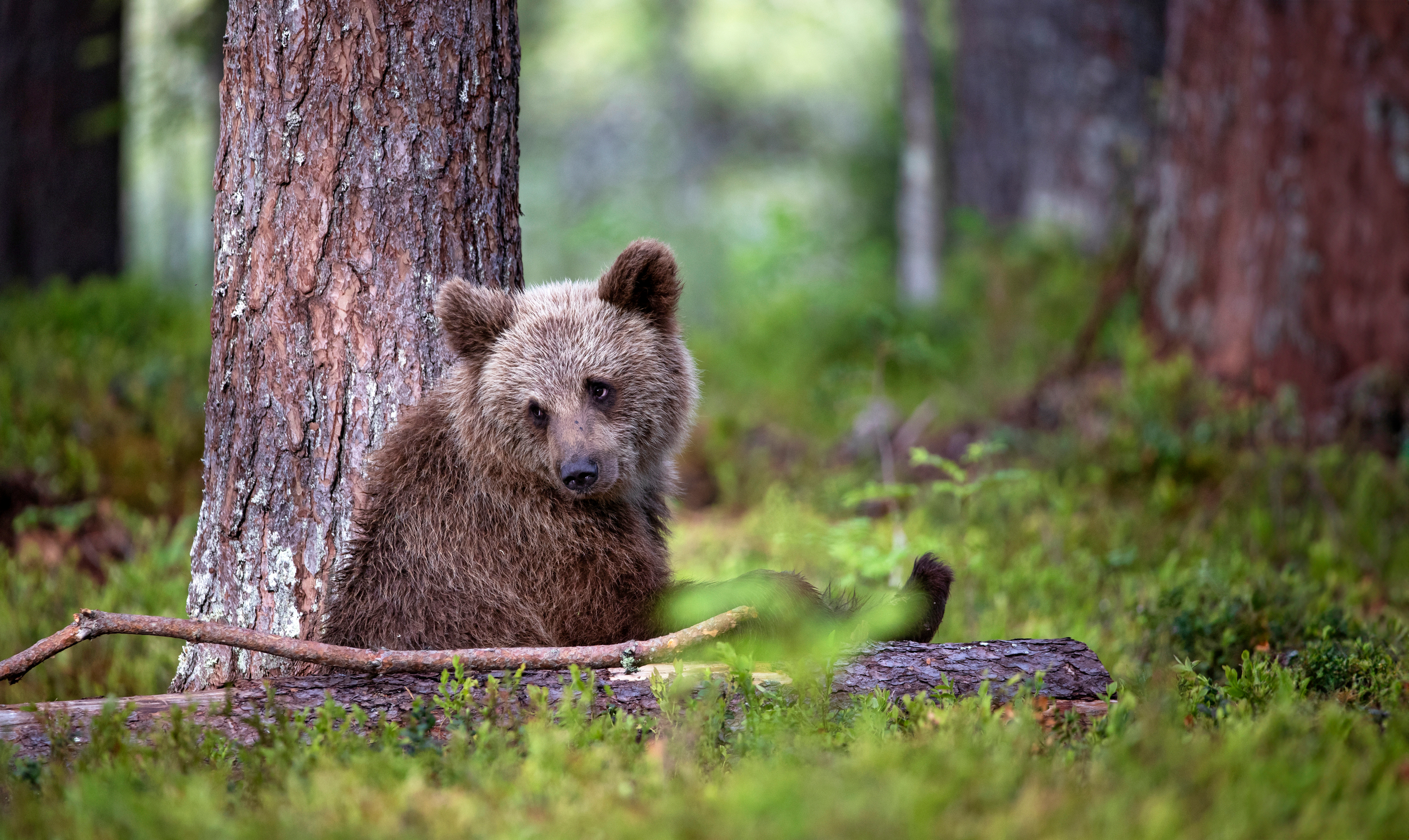 Karhunpoikanen. Suomessa karhu hyökkää ihmisen kimppuun joko poikasia puolustaessaan tai metsästyksen yhteydessä.