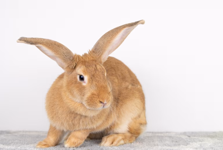 Long Island Rabbit Rescue