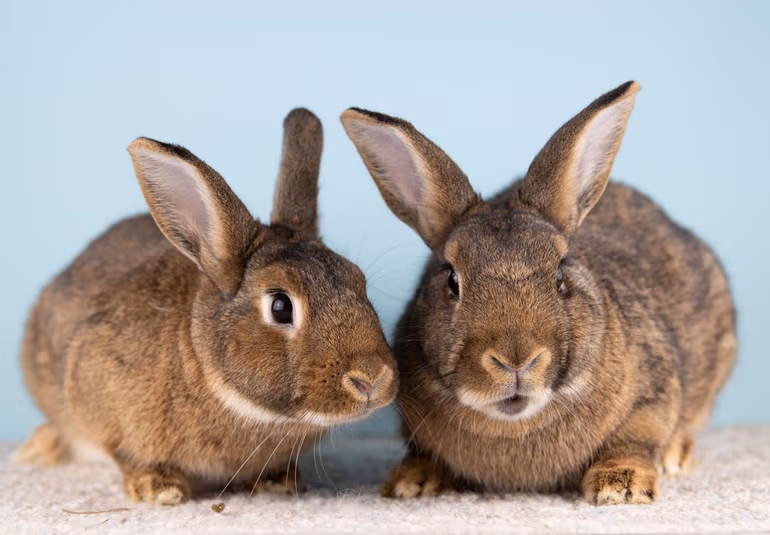 Long Island Rabbit Rescue rehomes abandoned pet bunnies