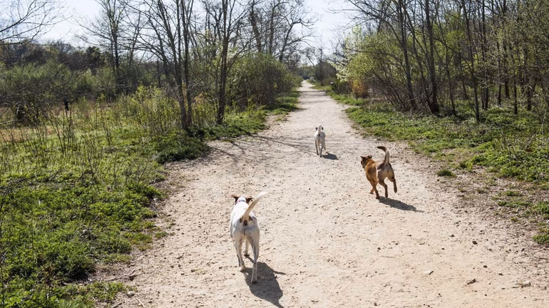 Pet-Friendly & Picture-Perfect: Long Island’s Best Dog Parks and Trails