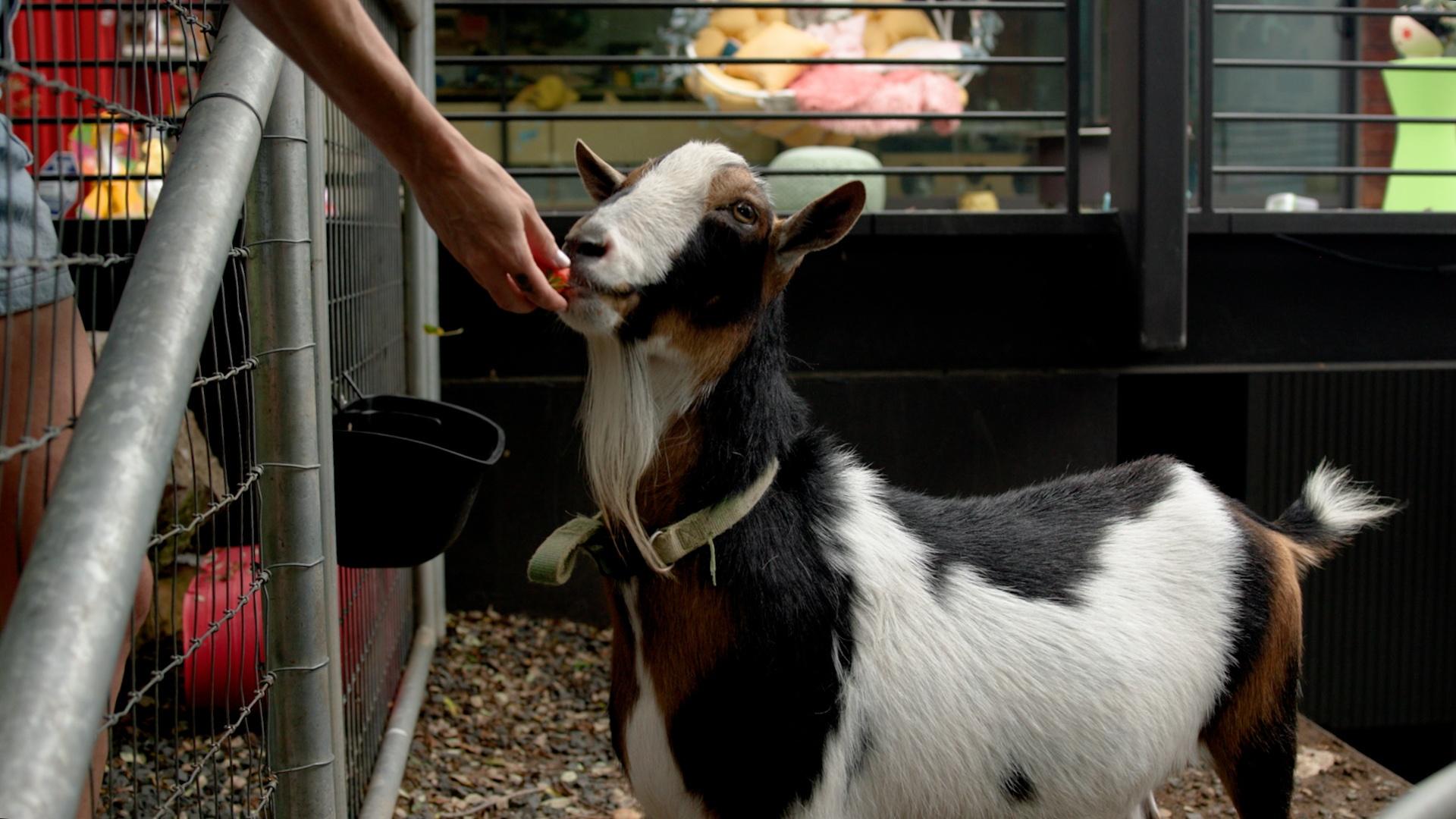 A child feeds a tricolor goat