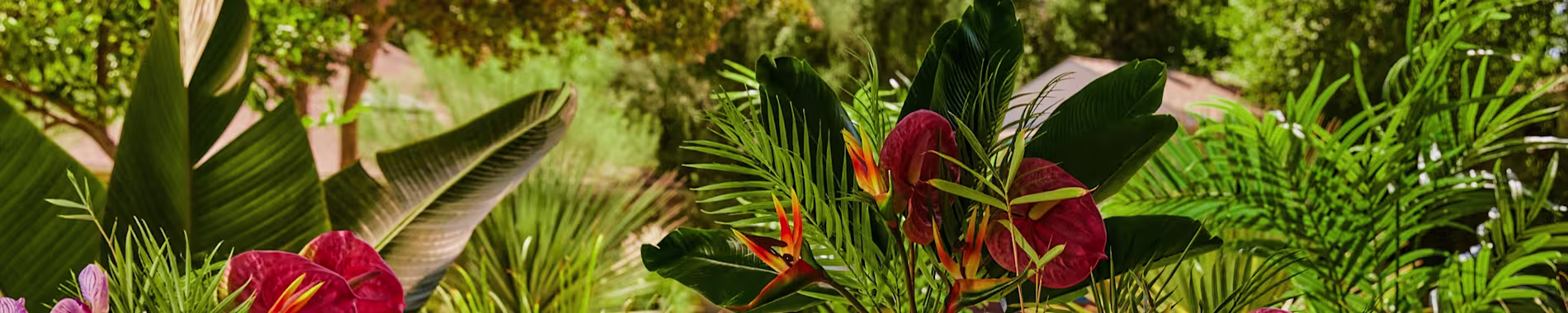 Tropical Caribbean greenery evoking the smooth, spiced flavor of Captain Morgan Spiced Rum Gold