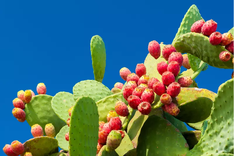 A prickly pear cactus with green pads and clusters of red fruit against a clear blue sky.