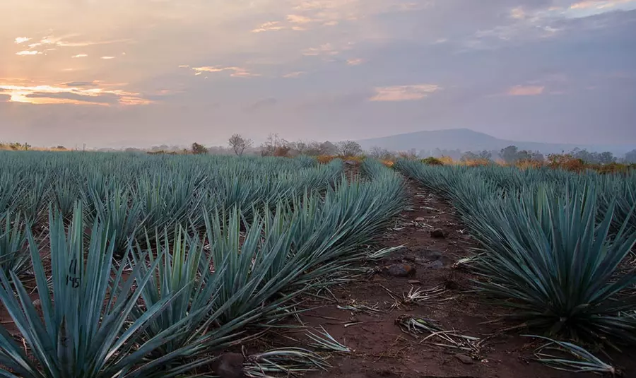 Rows of agave plants grow in a field under a cloudy sky at sunrise or sunset, with a mountain visible in the background.
