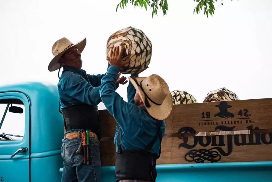Two workers in hats load large agave piñas onto the back of a blue truck with a Don Julio logo on its wooden side panel.