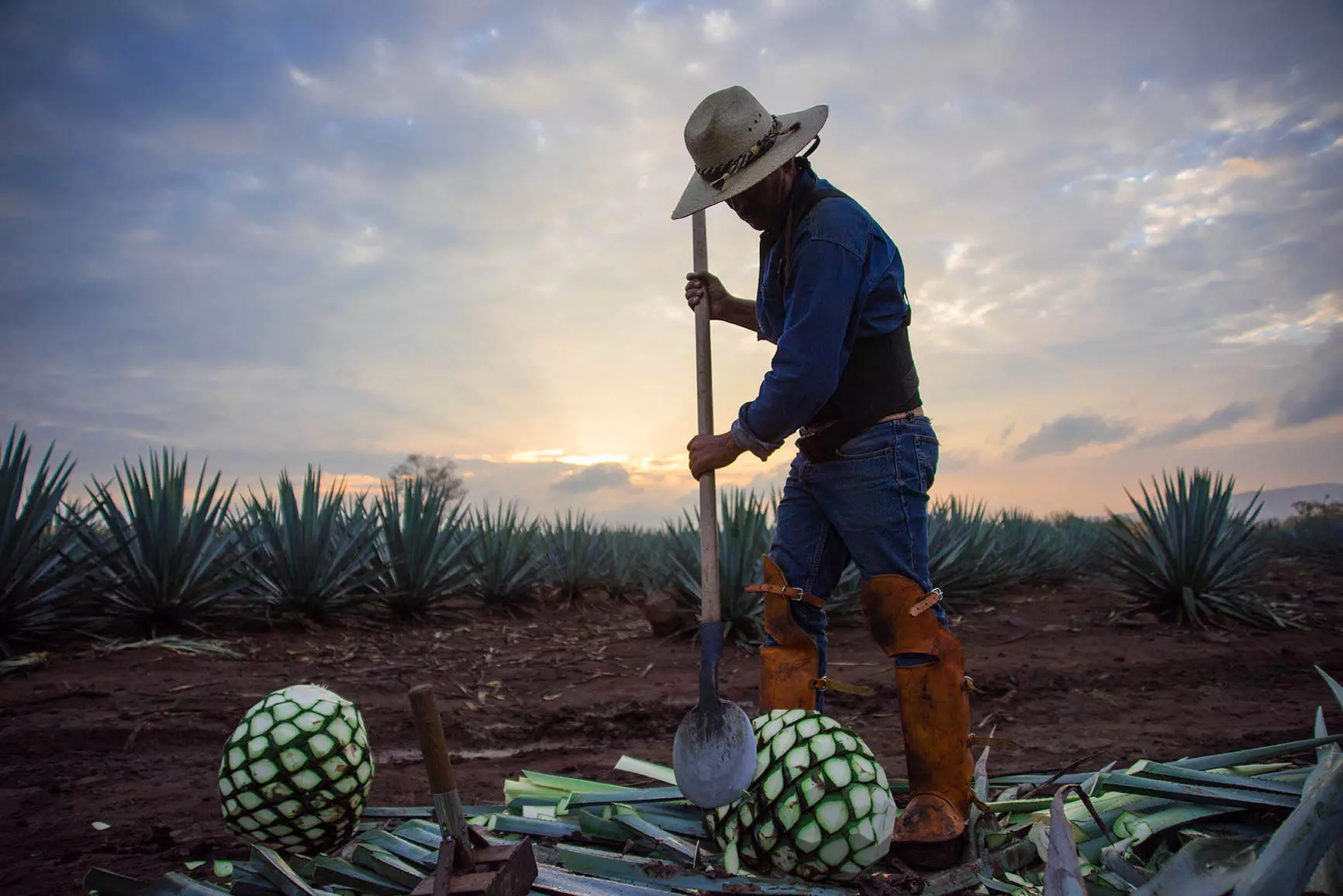 A person wearing a hat and protective gear harvests agave plants in a field at sunset, with trimmed agave piñas and rows of agave in the background.