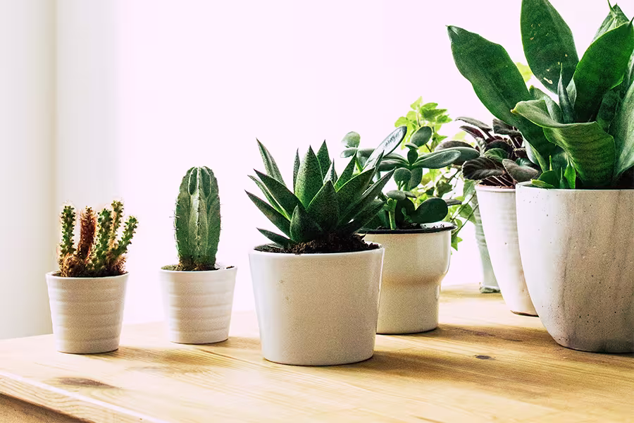 Five potted houseplants, including succulents and cacti, are arranged on a light wooden surface near a bright window.