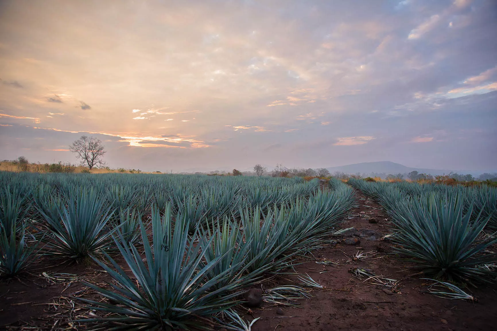 Rows of agave plants grow in a field under a cloudy sky at sunrise or sunset, with a dirt path running through the center of the scene.