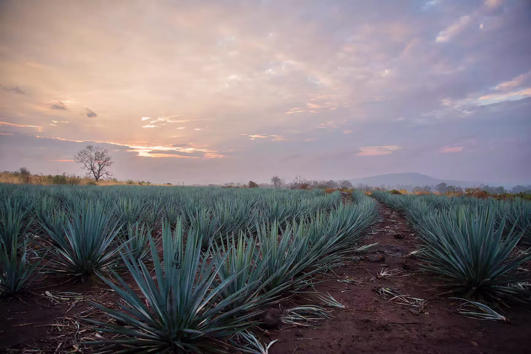 Rows of agave plants grow in a field under a cloudy sky at sunrise or sunset, with a dirt path running through the center of the scene.
