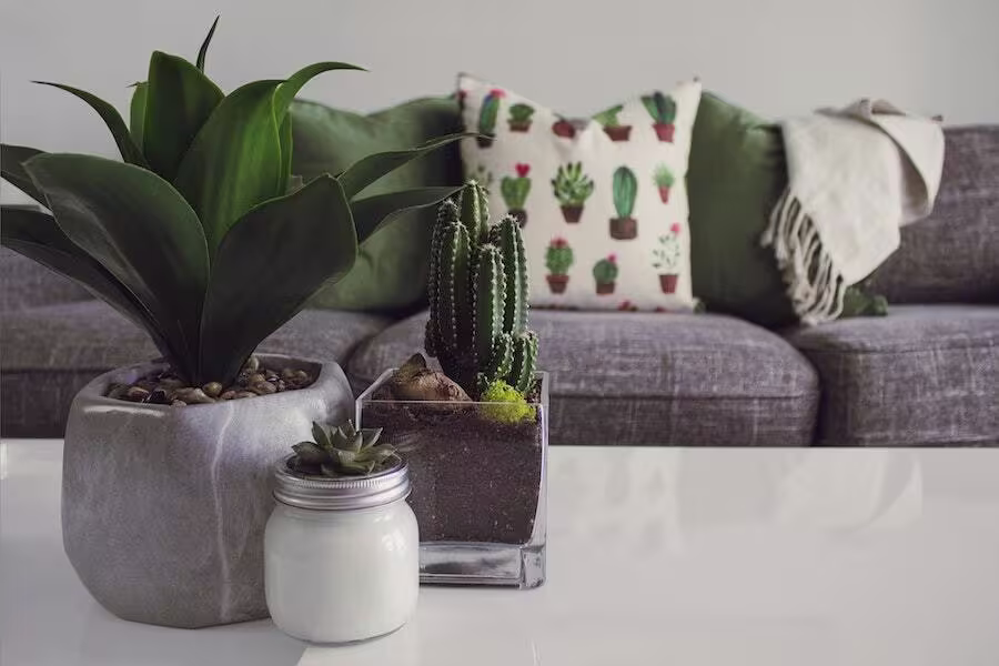 A white table with a potted plant, a cactus in a square glass container, and a small jar in front of a gray sofa with a cactus-print pillow and a light blanket.