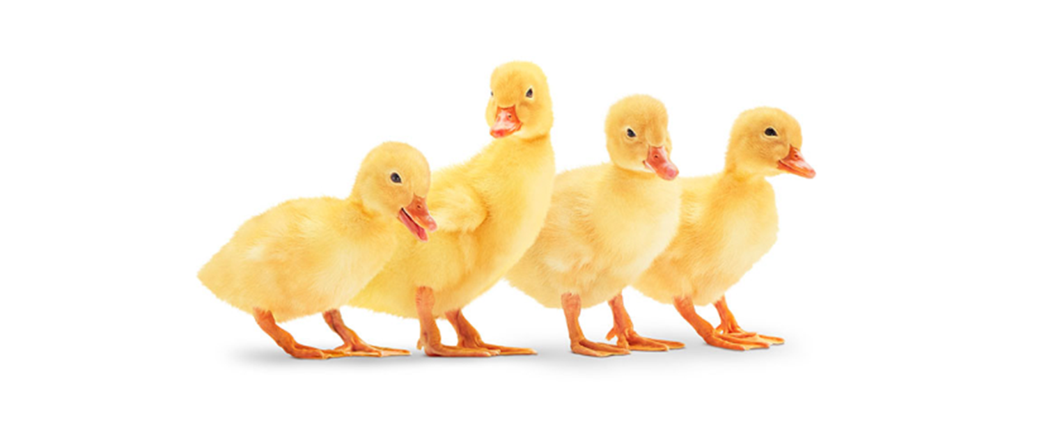 Four Ducks