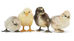Une famille de quatre poussins