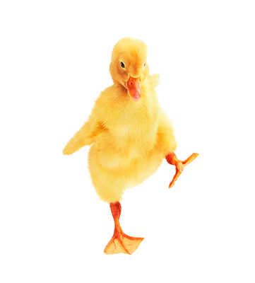 Duck on one leg