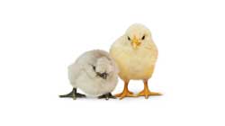 A family of two chicks