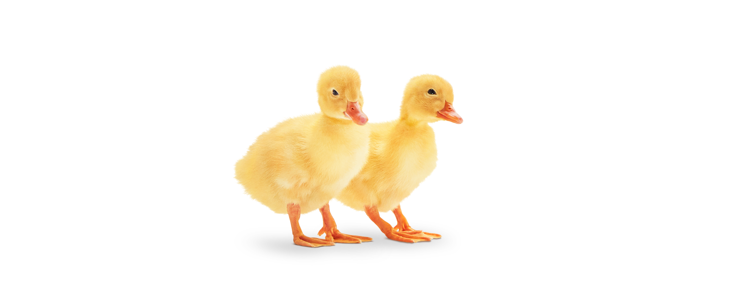 Plans Duck