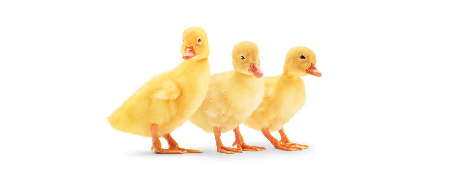 Three Ducks