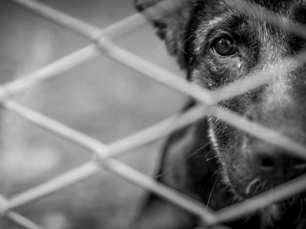 Volunteering For Animal Sanctuary Charities In Swindon