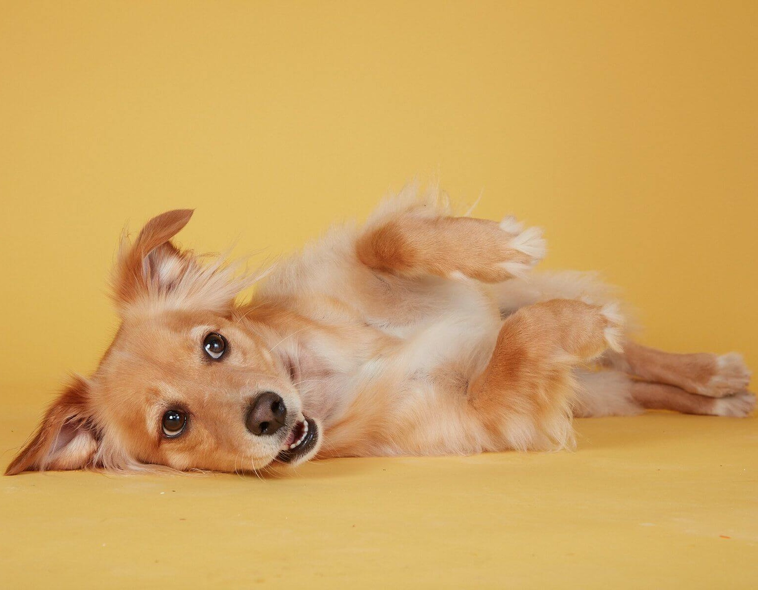 Can You Give Tums To Dogs For Upset Stomach